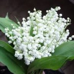 Photo de muguet