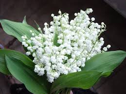 Photo de muguet