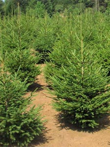 Photo de sapin de noel